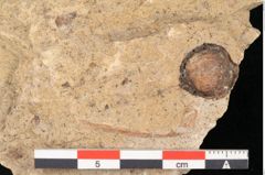 Foto (Detailansicht) von Quercus palaeoilex Ettingshausen (NHMW-GEO-2024-0188-6381)